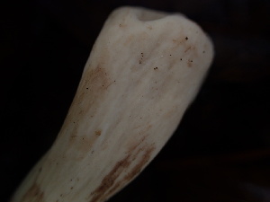  ( - HAY-F-007922)  @11 [ ] by-nc (2023) Dean Lyons Fungal Diversity Survey