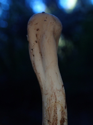  ( - HAY-F-007922)  @11 [ ] by-nc (2023) Dean Lyons Fungal Diversity Survey