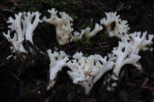  (Ramariopsis sp. kunzei-PNW01 - HAY-F-007350)  @11 [ ] by-nc (2023) Taye Bright Fungal Diversity Survey