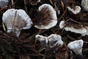  (Thelephora sp. CA03 - HAY-F-007351)  @11 [ ] by-nc (2023) Taye Bright Fungal Diversity Survey