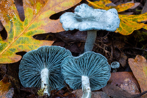  ( - HAY-F-007924)  @11 [ ] by-nc (2023) Dean Lyons Fungal Diversity Survey