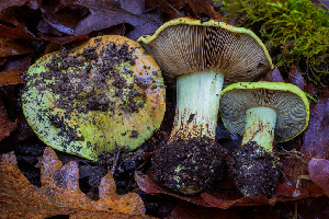  (Calonarius adonis - HAY-F-007852)  @11 [ ] by-nc (2023) Dean Lyons Fungal Diversity Survey