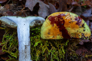  ( - HAY-F-007852)  @11 [ ] by-nc (2023) Dean Lyons Fungal Diversity Survey