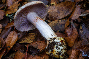  (Calonarius flavobulbus - HAY-F-007921)  @11 [ ] by-nc (2023) Dean Lyons Fungal Diversity Survey