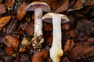  ( - HAY-F-007921)  @11 [ ] by-nc (2023) Dean Lyons Fungal Diversity Survey