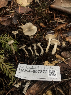  ( - HAY-F-007872)  @11 [ ] by-nc (2023) Dean Lyons Fungal Diversity Survey