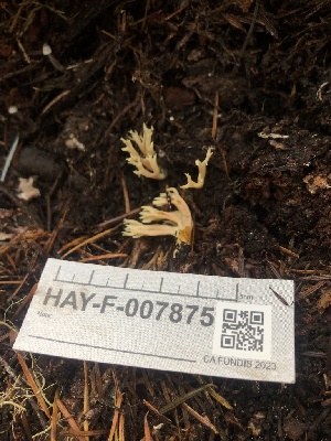  ( - HAY-F-007875)  @11 [ ] by-nc (2023) Dean Lyons Fungal Diversity Survey
