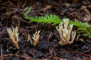  ( - HAY-F-007875)  @11 [ ] by-nc (2023) Dean Lyons Fungal Diversity Survey