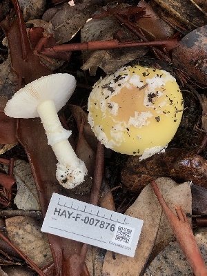  ( - HAY-F-007876)  @11 [ ] by-nc (2023) Dean Lyons Fungal Diversity Survey