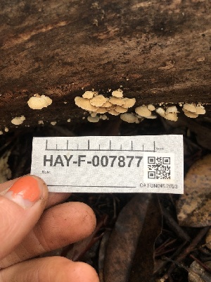  ( - HAY-F-007877)  @11 [ ] by-nc (2023) Dean Lyons Fungal Diversity Survey