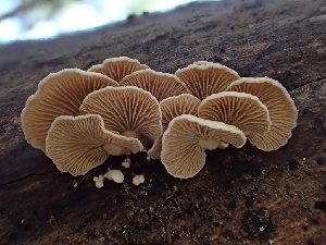  ( - HAY-F-007877)  @11 [ ] by-nc (2023) Dean Lyons Fungal Diversity Survey