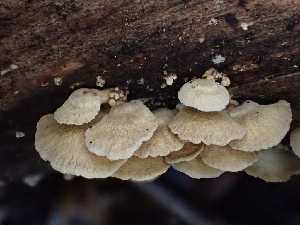  ( - HAY-F-007877)  @11 [ ] by-nc (2023) Dean Lyons Fungal Diversity Survey