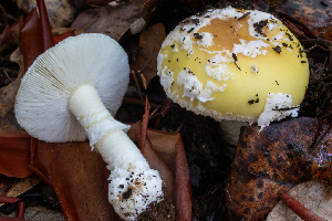  (Amanita sp. gemmata-CA01 - HAY-F-007876)  @11 [ ] by-nc (2023) Dean Lyons Fungal Diversity Survey