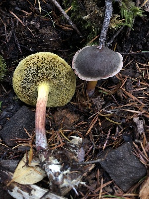  ( - HAY-F-007915)  @11 [ ] by-nc (2023) Dean Lyons Fungal Diversity Survey