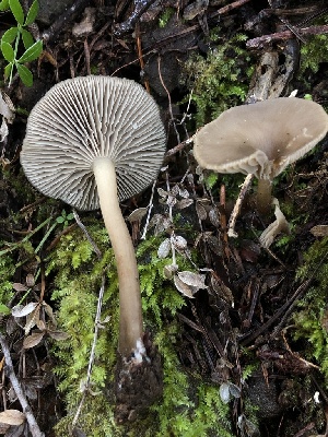  ( - HAY-F-007913)  @11 [ ] by-nc (2023) Dean Lyons Fungal Diversity Survey