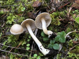  (Inocybe kauffmanii - HAY-F-007884)  @11 [ ] by-nc (2023) Dean Lyons Fungal Diversity Survey