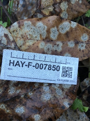  ( - HAY-F-007850)  @11 [ ] by-nc (2023) Dean Lyons Fungal Diversity Survey