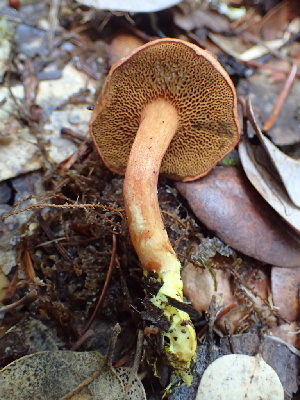  (Chalciporus - HAY-F-007918)  @11 [ ] by-nc (2023) Dean Lyons Fungal Diversity Survey