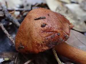  ( - HAY-F-007918)  @11 [ ] by-nc (2023) Dean Lyons Fungal Diversity Survey