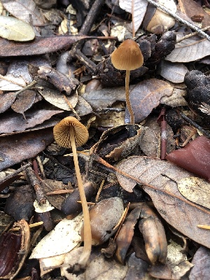  ( - HAY-F-007880)  @11 [ ] by-nc (2023) Dean Lyons Fungal Diversity Survey