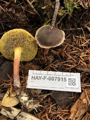  ( - HAY-F-007915)  @11 [ ] by-nc (2023) Dean Lyons Fungal Diversity Survey