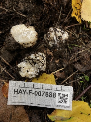  ( - HAY-F-007888)  @11 [ ] by-nc (2023) Dean Lyons Fungal Diversity Survey
