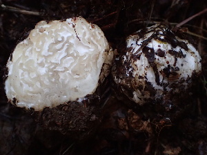  ( - HAY-F-007888)  @11 [ ] by-nc (2023) Dean Lyons Fungal Diversity Survey