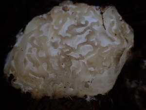  ( - HAY-F-007888)  @11 [ ] by-nc (2023) Dean Lyons Fungal Diversity Survey