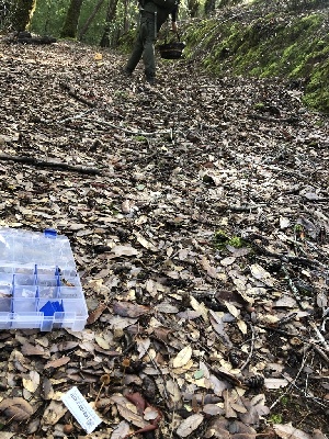  ( - HAY-F-007880)  @11 [ ] by-nc (2023) Dean Lyons Fungal Diversity Survey