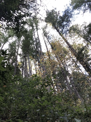  ( - HAY-F-007915)  @11 [ ] by-nc (2023) Dean Lyons Fungal Diversity Survey