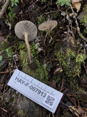  ( - HAY-F-007913)  @11 [ ] by-nc (2023) Dean Lyons Fungal Diversity Survey