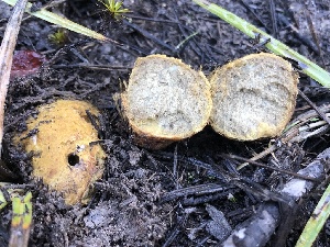  (Rhizopogon sp. PNW02 - HAY-F-004859)  @11 [ ] by-nc (2023) Dean Lyons Fungal Diversity Survey