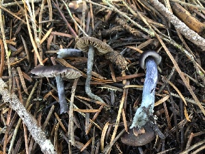  (Entoloma trachyosporum - HAY-F-007892)  @11 [ ] by-nc (2023) Dean Lyons Fungal Diversity Survey