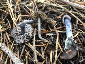  ( - HAY-F-007892)  @11 [ ] by-nc (2023) Dean Lyons Fungal Diversity Survey