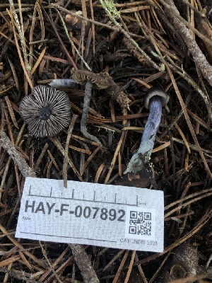  ( - HAY-F-007892)  @11 [ ] by-nc (2023) Dean Lyons Fungal Diversity Survey