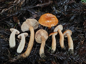  ( - HAY-F-007460)  @11 [ ] by (2023) Mandy Hackney Fungal Diversity Survey