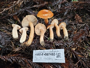 ( - HAY-F-007460)  @11 [ ] by (2023) Mandy Hackney Fungal Diversity Survey