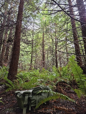  ( - HAY-F-007460)  @11 [ ] by (2023) Mandy Hackney Fungal Diversity Survey