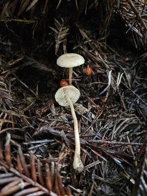  ( - HAY-F-007467)  @11 [ ] by (2023) Mandy Hackney Fungal Diversity Survey