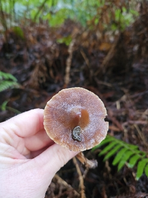  ( - HAY-F-007468)  @11 [ ] by (2023) Mandy Hackney Fungal Diversity Survey