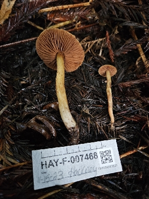  ( - HAY-F-007468)  @11 [ ] by (2023) Mandy Hackney Fungal Diversity Survey