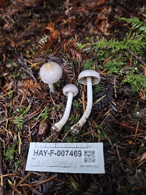  ( - HAY-F-007469)  @11 [ ] by (2023) Mandy Hackney Fungal Diversity Survey