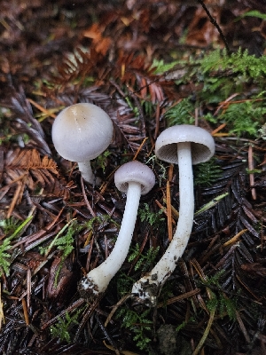  ( - HAY-F-007469)  @11 [ ] by (2023) Mandy Hackney Fungal Diversity Survey