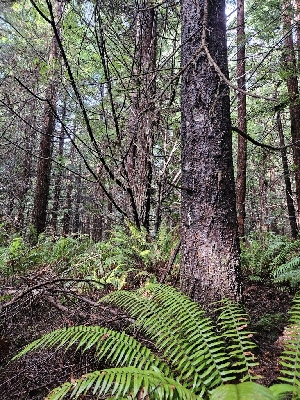  ( - HAY-F-007469)  @11 [ ] by (2023) Mandy Hackney Fungal Diversity Survey