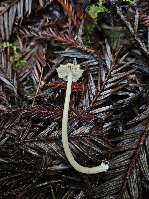  ( - HAY-F-007470)  @11 [ ] by (2023) Mandy Hackney Fungal Diversity Survey
