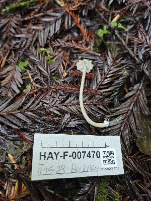  ( - HAY-F-007470)  @11 [ ] by (2023) Mandy Hackney Fungal Diversity Survey