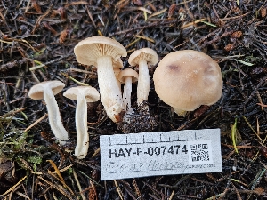  ( - HAY-F-007474)  @11 [ ] by (2023) Mandy Hackney Fungal Diversity Survey