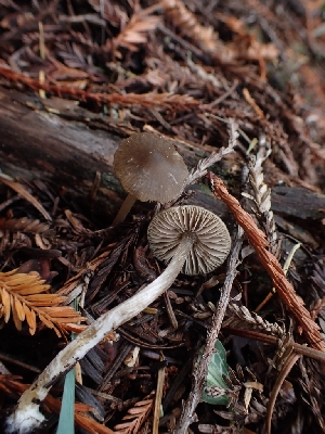  (Entoloma pseudopapillatum - HAY-F-003567)  @11 [ ] by-nc (2023) Sadie Hickey Fungal Diversity Survey