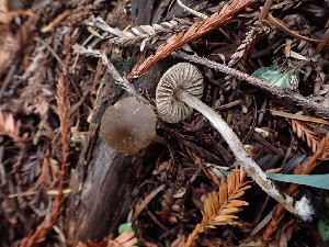  ( - HAY-F-003567)  @11 [ ] by-nc (2023) Sadie Hickey Fungal Diversity Survey