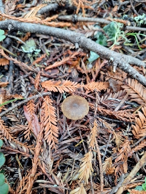  ( - HAY-F-003567)  @11 [ ] by-nc (2023) Sadie Hickey Fungal Diversity Survey